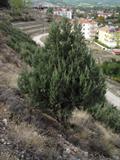 Juniperus excelsa